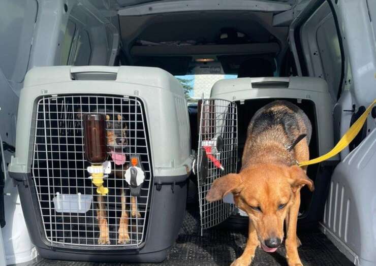 How TRUSTWAY LOGISTICS TRANSPORT Handles Pet Delivery