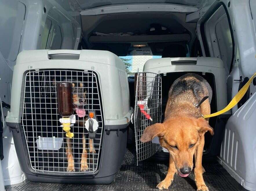 How TRUSTWAY LOGISTICS TRANSPORT Handles Pet Delivery