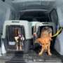 How TRUSTWAY LOGISTICS TRANSPORT Handles Pet Delivery